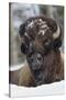 Bison Bull, Winter-Ken Archer-Stretched Canvas