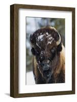 Bison Bull, Winter-Ken Archer-Framed Photographic Print