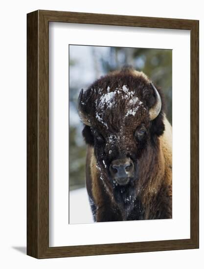 Bison Bull, Winter-Ken Archer-Framed Photographic Print