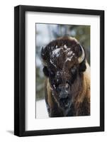 Bison Bull, Winter-Ken Archer-Framed Photographic Print