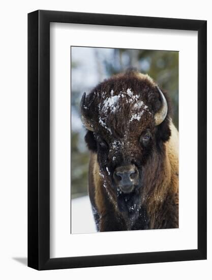 Bison Bull, Winter-Ken Archer-Framed Photographic Print