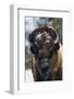 Bison Bull, Winter-Ken Archer-Framed Photographic Print