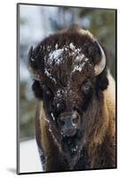Bison Bull, Winter-Ken Archer-Mounted Photographic Print