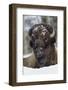 Bison Bull, Winter-Ken Archer-Framed Photographic Print