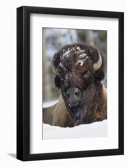 Bison Bull, Winter-Ken Archer-Framed Photographic Print