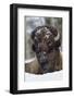 Bison Bull, Winter-Ken Archer-Framed Photographic Print