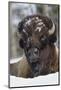 Bison Bull, Winter-Ken Archer-Mounted Photographic Print