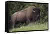 Bison Bull, Yellowstone National Park-Ken Archer-Framed Stretched Canvas