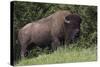 Bison Bull, Yellowstone National Park-Ken Archer-Stretched Canvas