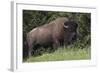 Bison Bull, Yellowstone National Park-Ken Archer-Framed Photographic Print