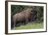 Bison Bull, Yellowstone National Park-Ken Archer-Framed Photographic Print