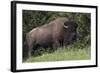 Bison Bull, Yellowstone National Park-Ken Archer-Framed Photographic Print