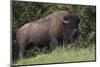 Bison Bull, Yellowstone National Park-Ken Archer-Mounted Photographic Print