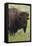 Bison Bull-Ken Archer-Framed Stretched Canvas