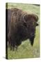 Bison Bull-Ken Archer-Stretched Canvas