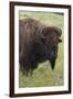 Bison Bull-Ken Archer-Framed Premium Photographic Print