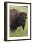 Bison Bull-Ken Archer-Framed Photographic Print