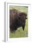 Bison Bull-Ken Archer-Framed Photographic Print
