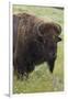 Bison Bull-Ken Archer-Framed Premium Photographic Print