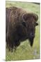 Bison Bull-Ken Archer-Mounted Premium Photographic Print