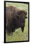 Bison Bull-Ken Archer-Framed Premium Photographic Print