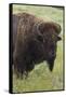 Bison Bull-Ken Archer-Framed Stretched Canvas