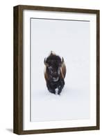 Bison Bull-Ken Archer-Framed Photographic Print