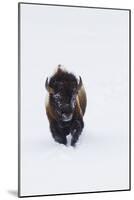 Bison Bull-Ken Archer-Mounted Photographic Print