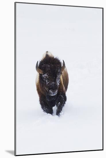 Bison Bull-Ken Archer-Mounted Photographic Print