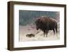 Bison Bull-Ken Archer-Framed Photographic Print