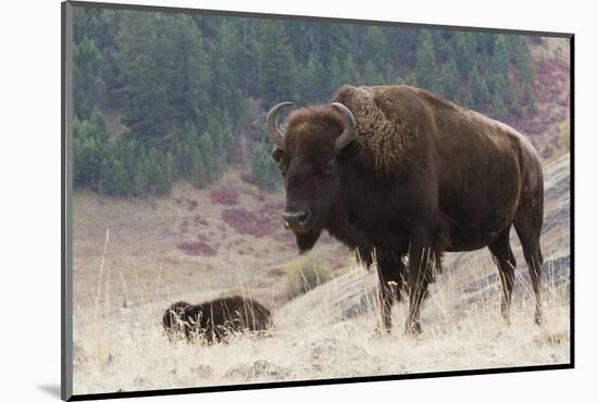 Bison Bull-Ken Archer-Mounted Photographic Print