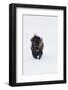 Bison Bull-Ken Archer-Framed Photographic Print