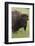Bison Bull-Ken Archer-Framed Photographic Print
