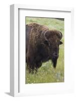 Bison Bull-Ken Archer-Framed Photographic Print