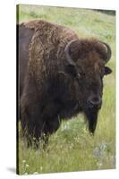 Bison Bull-Ken Archer-Stretched Canvas