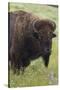 Bison Bull-Ken Archer-Stretched Canvas