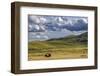 Bison bulls grazing at the National Bison Range in Moiese, Montana, USA-Chuck Haney-Framed Photographic Print