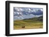 Bison bulls grazing at the National Bison Range in Moiese, Montana, USA-Chuck Haney-Framed Photographic Print