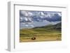 Bison bulls grazing at the National Bison Range in Moiese, Montana, USA-Chuck Haney-Framed Photographic Print