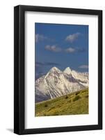 Bison bulls grazing in balsamroot, Mission Mountains, National Bison Range in Moiese, Montana, USA-Chuck Haney-Framed Photographic Print