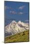 Bison bulls grazing in balsamroot, Mission Mountains, National Bison Range in Moiese, Montana, USA-Chuck Haney-Mounted Photographic Print