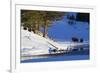 Bison Bulls, Winter Landscape-Ken Archer-Framed Photographic Print