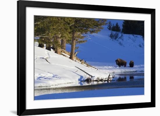 Bison Bulls, Winter Landscape-Ken Archer-Framed Photographic Print
