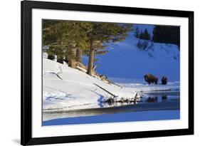 Bison Bulls, Winter Landscape-Ken Archer-Framed Photographic Print