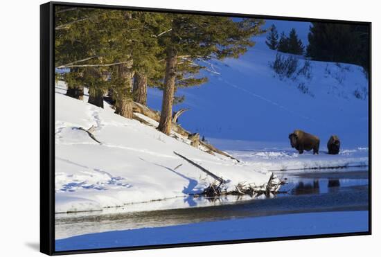 Bison Bulls, Winter Landscape-Ken Archer-Framed Stretched Canvas