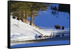 Bison Bulls, Winter Landscape-Ken Archer-Framed Stretched Canvas