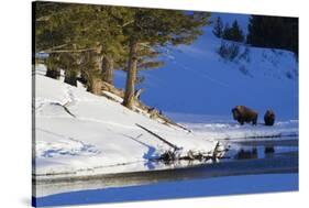 Bison Bulls, Winter Landscape-Ken Archer-Stretched Canvas