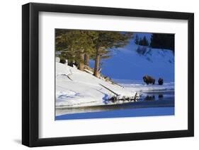 Bison Bulls, Winter Landscape-Ken Archer-Framed Photographic Print