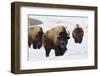 Bison Bulls, Winter-Ken Archer-Framed Photographic Print