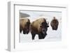 Bison Bulls, Winter-Ken Archer-Framed Photographic Print